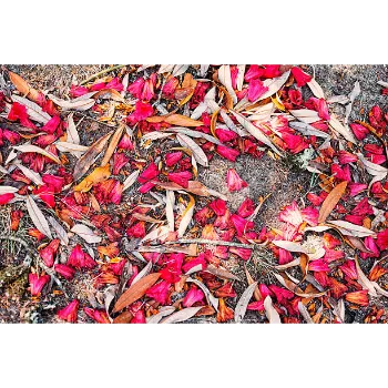 Dry Rose Petals